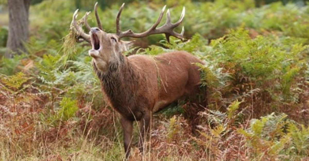 VENEZ PARTAGER UN MOMENT MAGIQUE, LE BRÂME DU CERF !